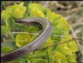Chalcides chalcides